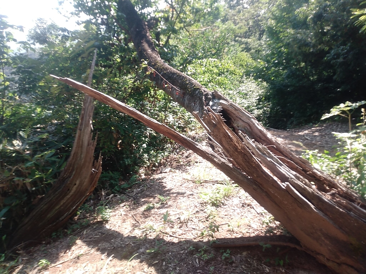 f:id:toyamayama:20190825174246j:plain f:id:toyamayama:20190825174246j:plain