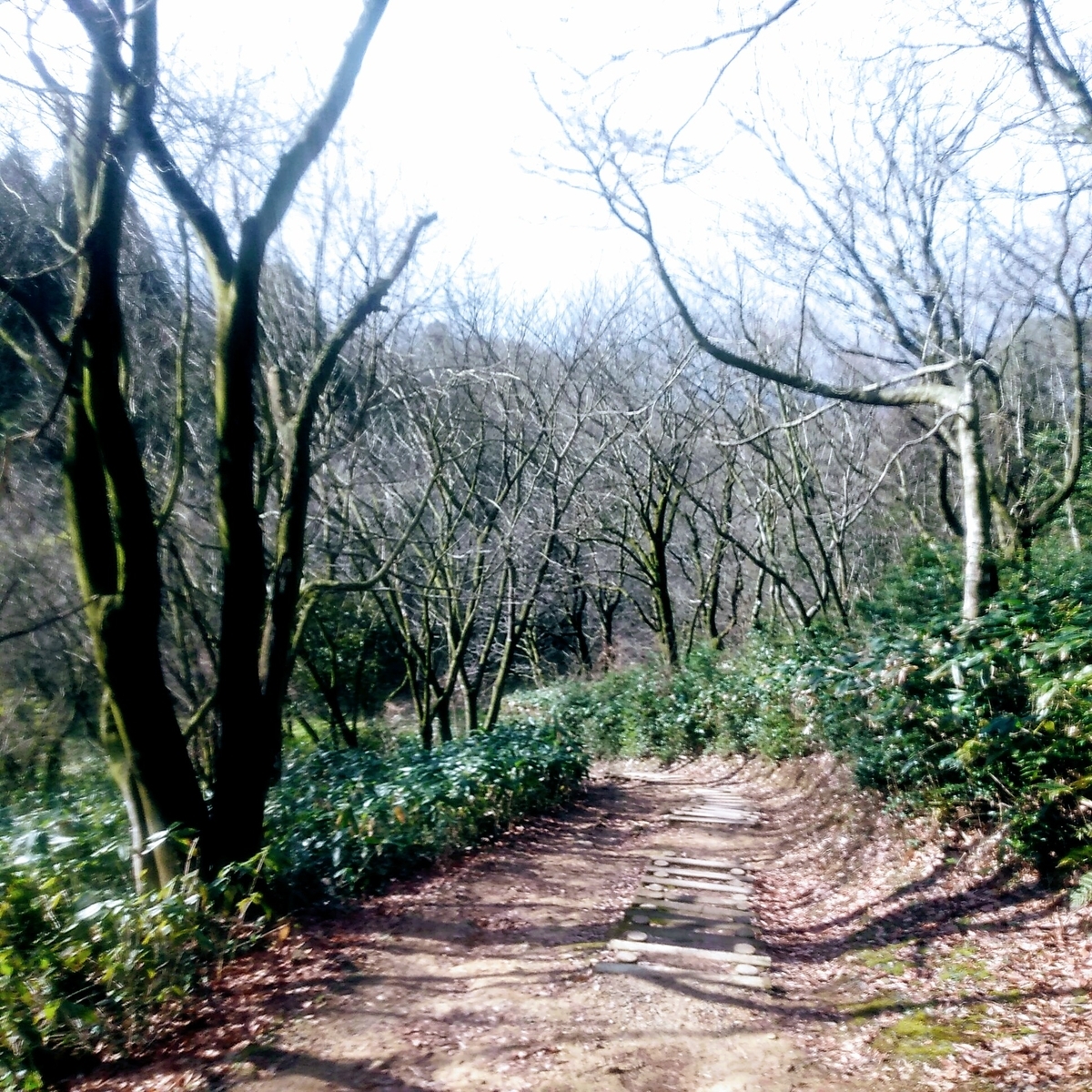 f:id:toyamayama:20200105134201j:plain