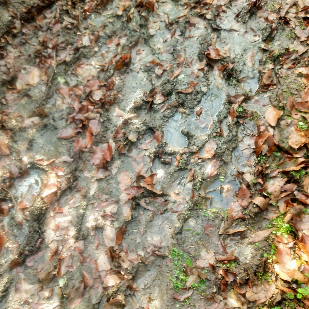 f:id:toyamayama:20200105134802j:plain