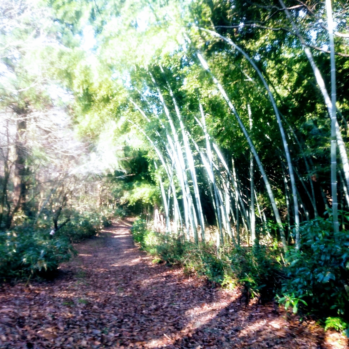 f:id:toyamayama:20200105155332j:plain