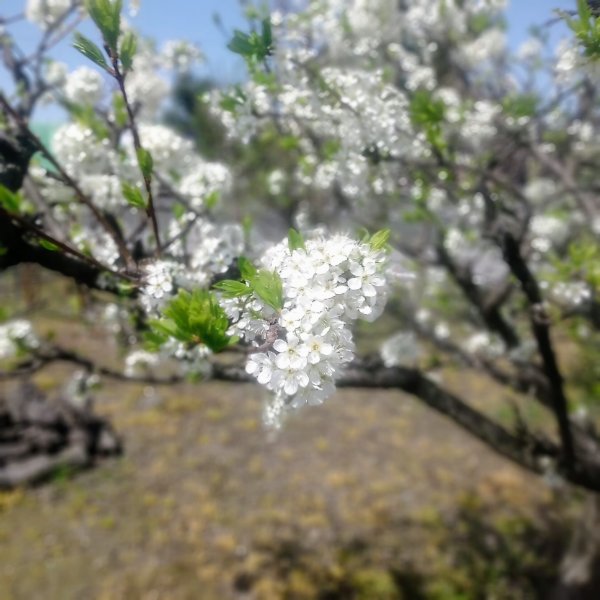 f:id:toyamayama:20200401105901j:plain