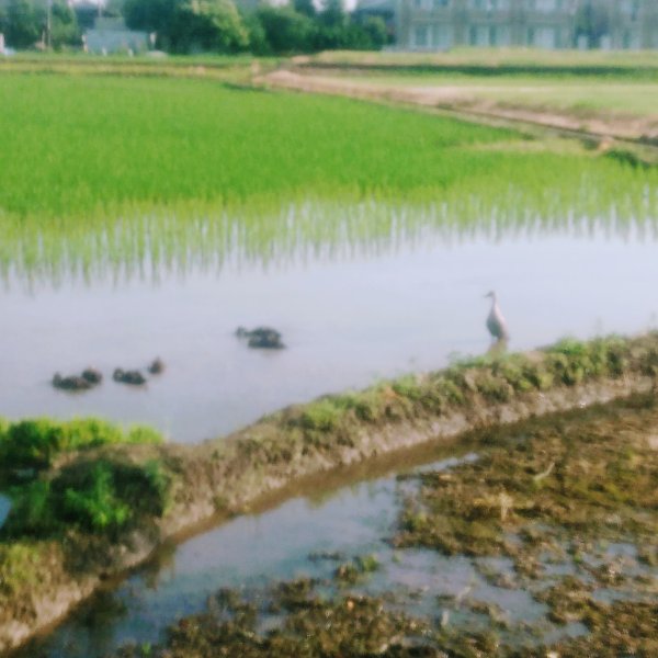 f:id:toyamayama:20200614121042j:plain