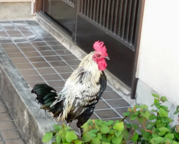 f:id:toyamayama:20200825072012j:plain