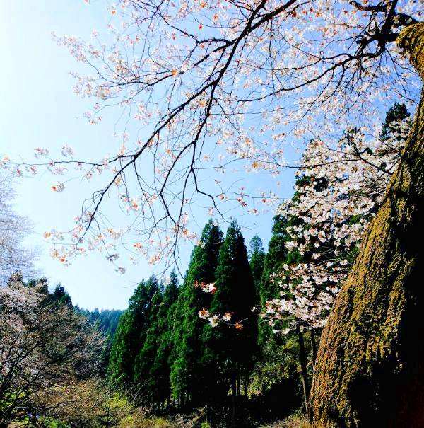 f:id:toyamayama:20210406091657j:plain