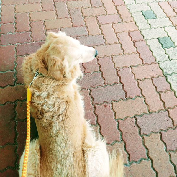 f:id:toyamayama:20210514101327j:plain