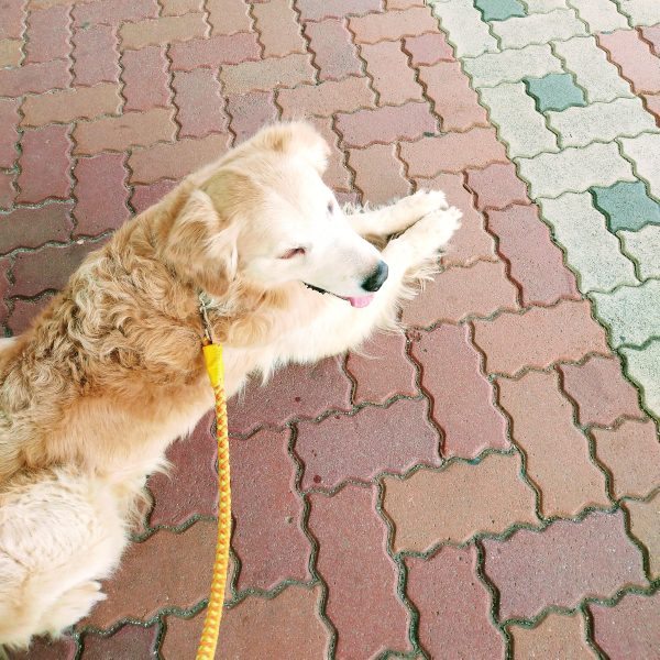 f:id:toyamayama:20210514101336j:plain
