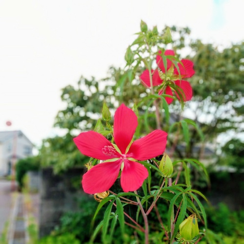 f:id:toyamayama:20210809034612j:plain