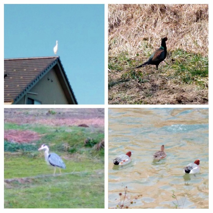 f:id:toyamayama:20220314121108j:plain