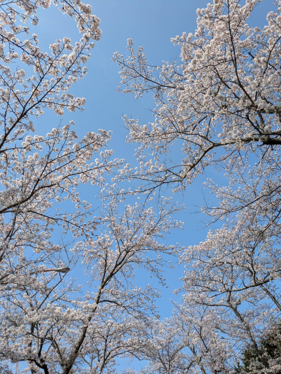 f:id:toyamona:20260329234905j:image f:id:toyamona:20260329234905j:image