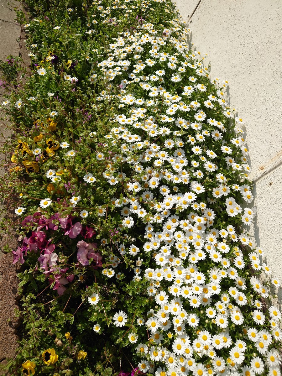 咲き誇る花達 豊中高校pta Blog 咲き誇る花達 豊中高校pta Blog