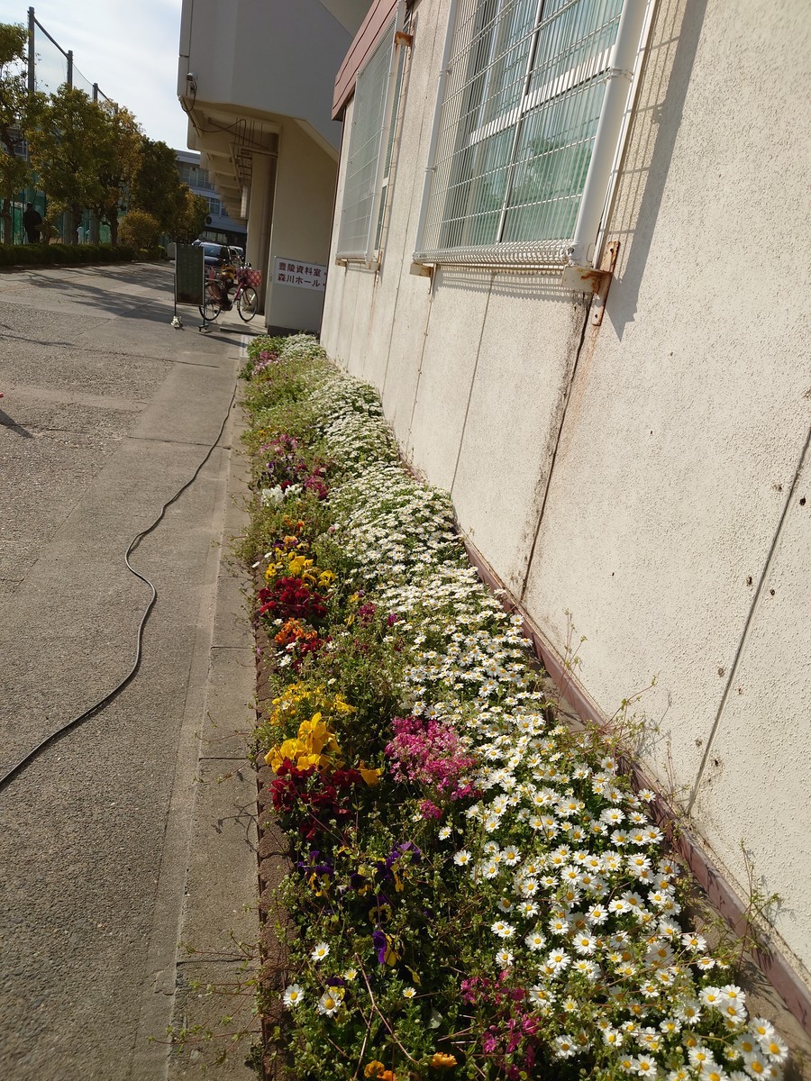 咲き誇る花達 豊中高校pta Blog 咲き誇る花達 豊中高校pta Blog