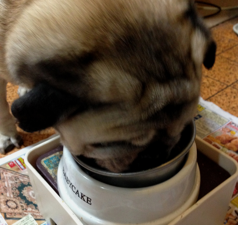 ドライフードを食べ残す