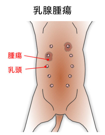 乳腺腫瘍
