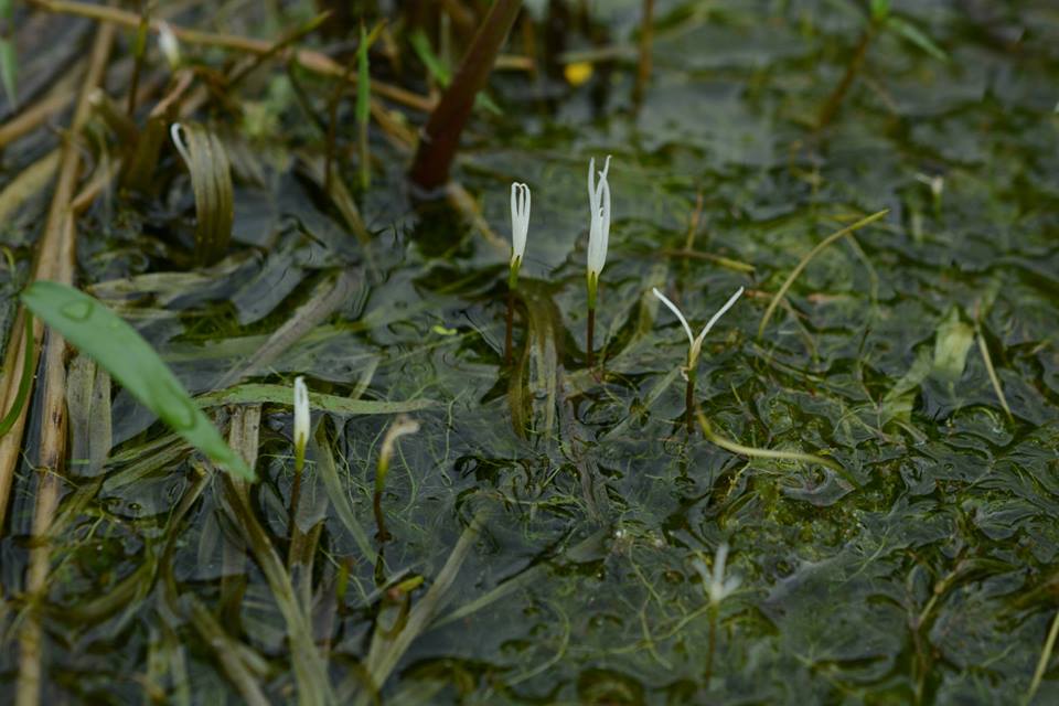 f:id:toyojapan1:20150928145811j:plain