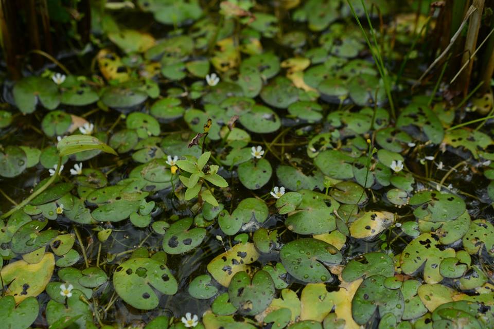 f:id:toyojapan1:20150928162532j:plain