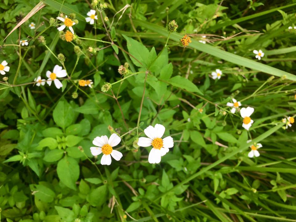 f:id:toyojapan1:20150928170433j:plain