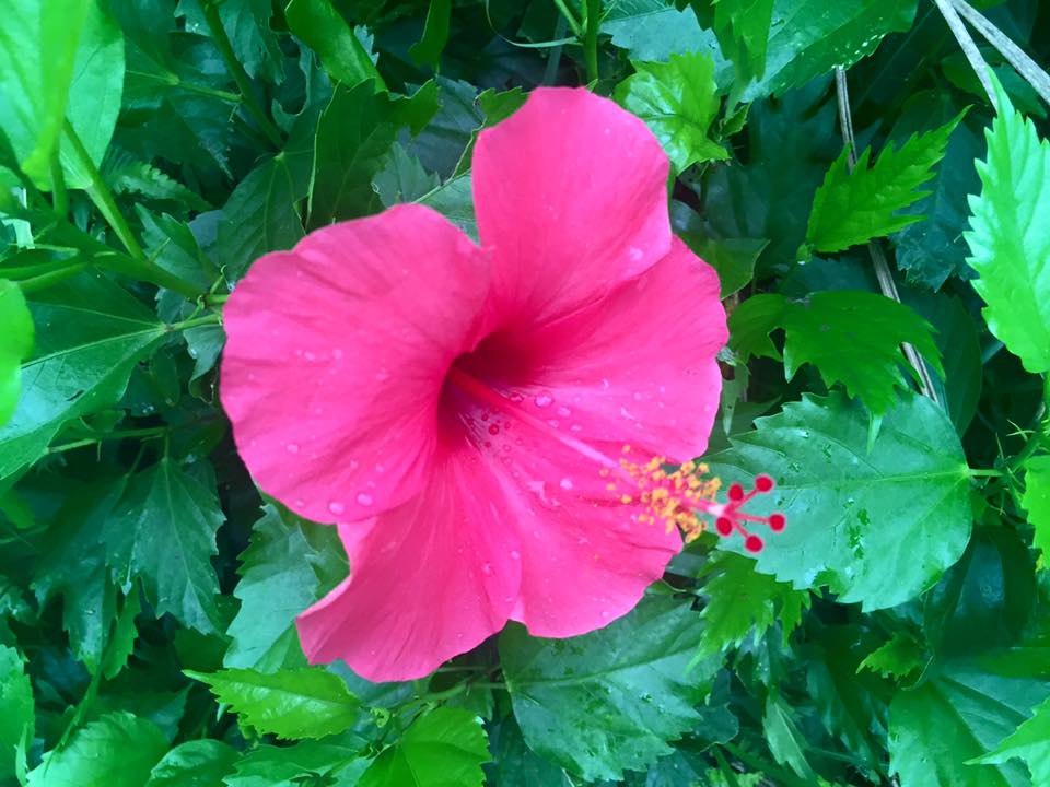 f:id:toyojapan1:20150928170646j:plain