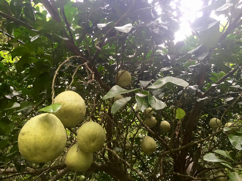 f:id:toyojapan1:20150928170806j:plain