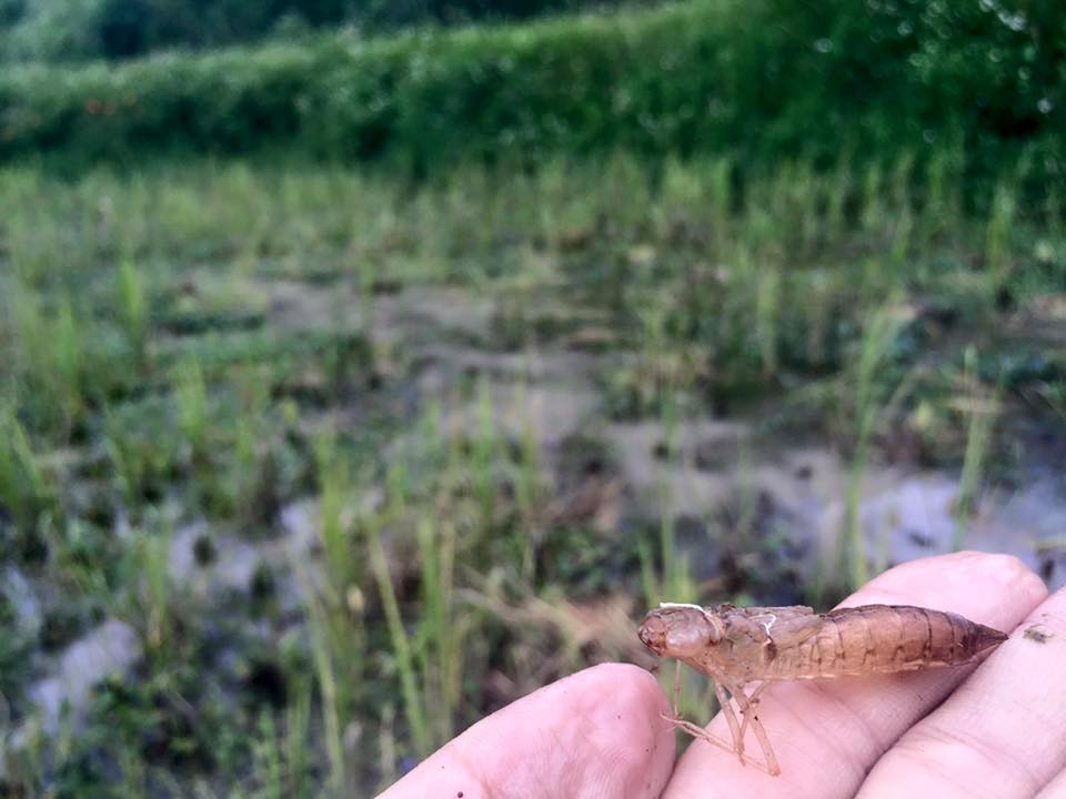 f:id:toyojapan1:20150928172009j:plain