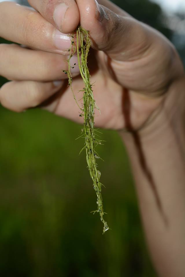 f:id:toyojapan1:20150928172423j:plain