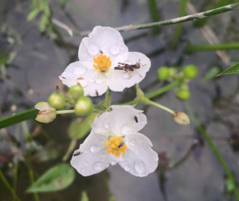 f:id:toyojapan1:20150928172929j:plain