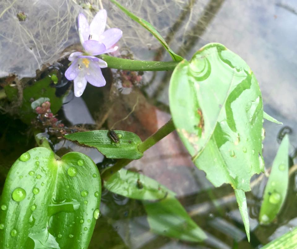 f:id:toyojapan1:20150928173215j:plain