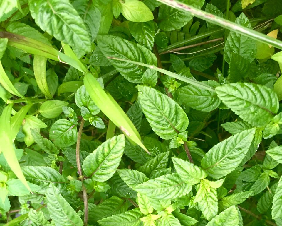 f:id:toyojapan1:20150928175624j:plain