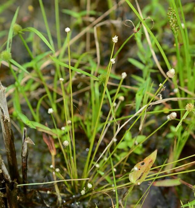 f:id:toyojapan1:20150928180121j:plain