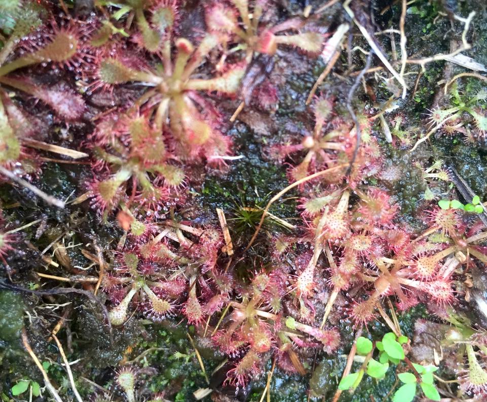 f:id:toyojapan1:20151002115119j:plain