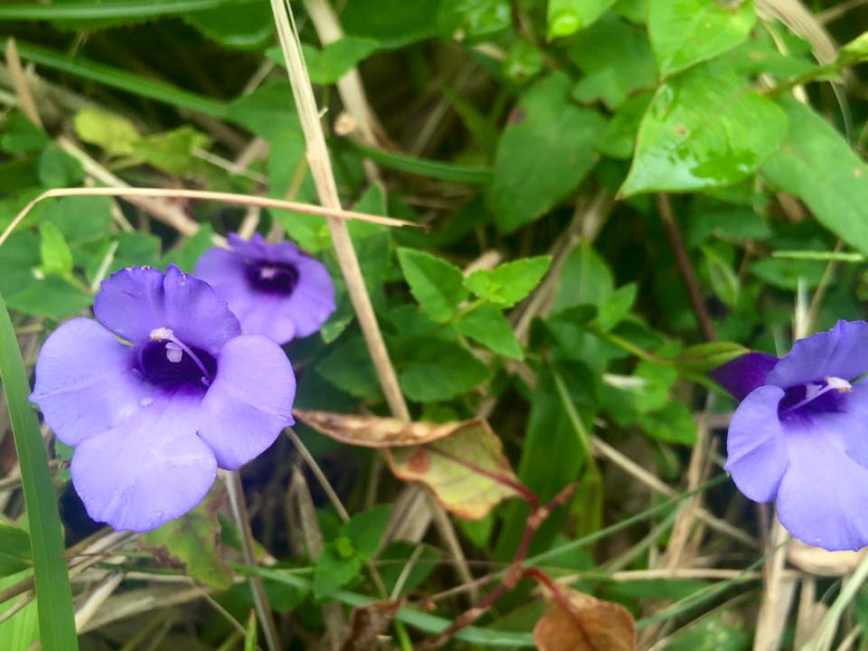 f:id:toyojapan1:20151002115136j:plain