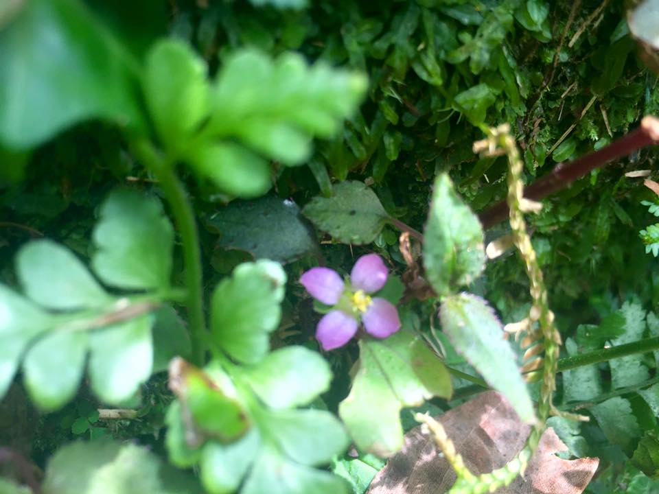 f:id:toyojapan1:20151002115143j:plain