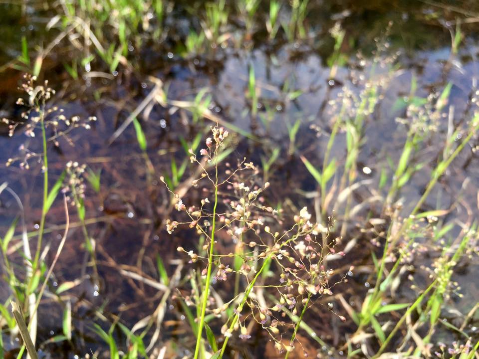 f:id:toyojapan1:20151002115917j:plain