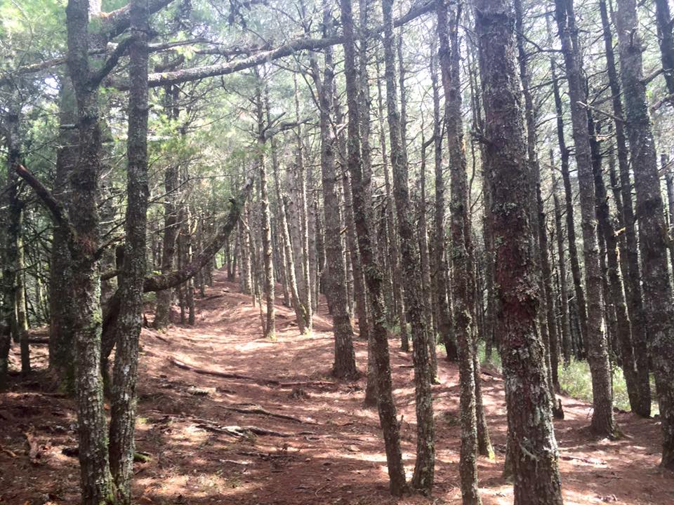 f:id:toyojapan1:20151014141628j:plain