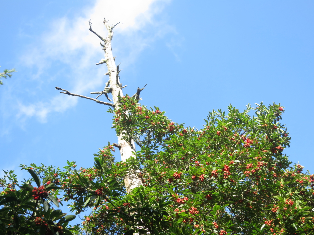 f:id:toyojapan1:20151014142446j:plain