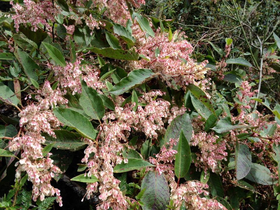 f:id:toyojapan1:20151014142618j:plain