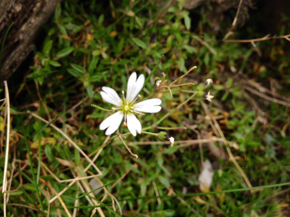 f:id:toyojapan1:20151014144058j:plain