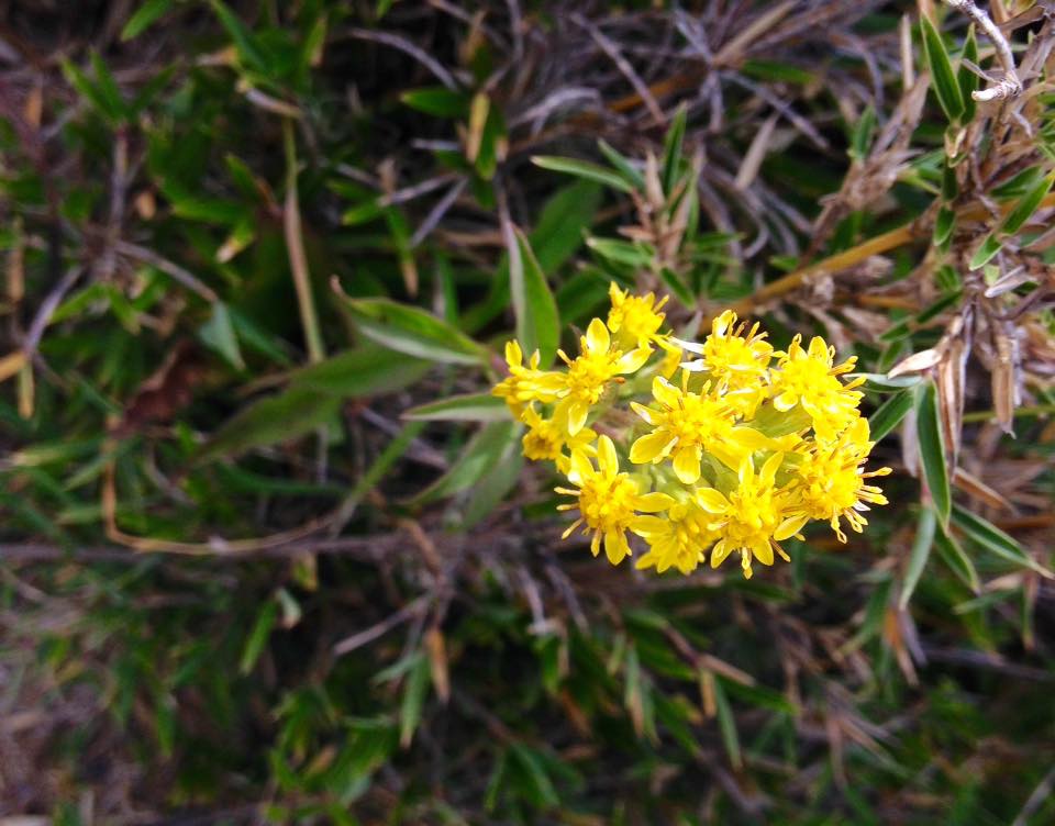 f:id:toyojapan1:20151014144412j:plain