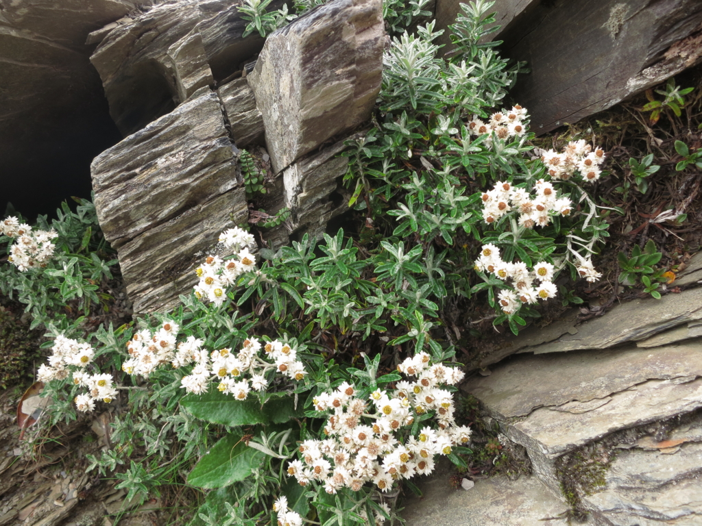 f:id:toyojapan1:20151014144448j:plain