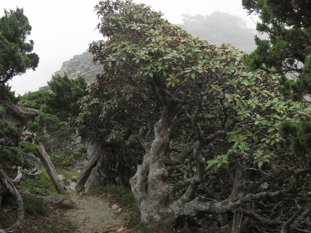 f:id:toyojapan1:20151014144553j:plain