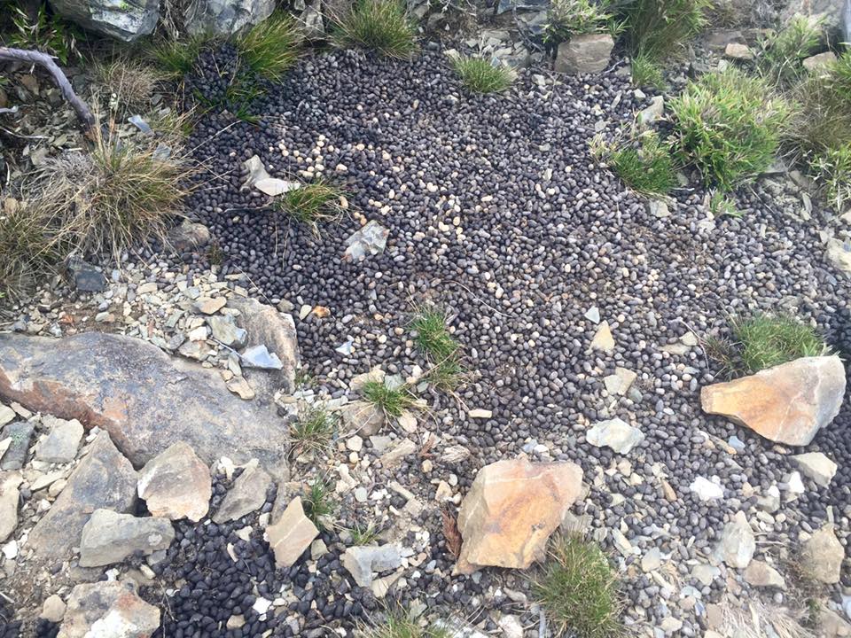 f:id:toyojapan1:20151014145919j:plain