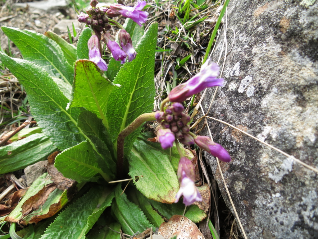 f:id:toyojapan1:20160516140914j:plain