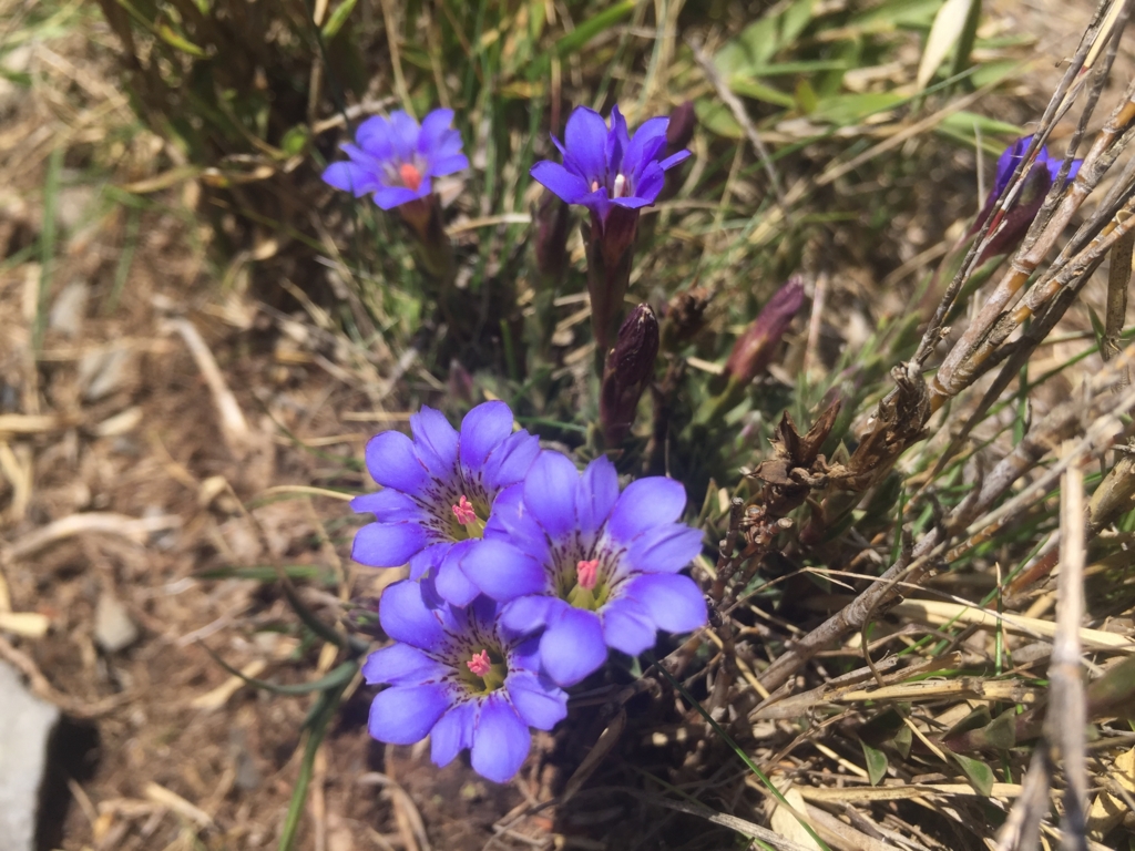 f:id:toyojapan1:20160516140916j:plain