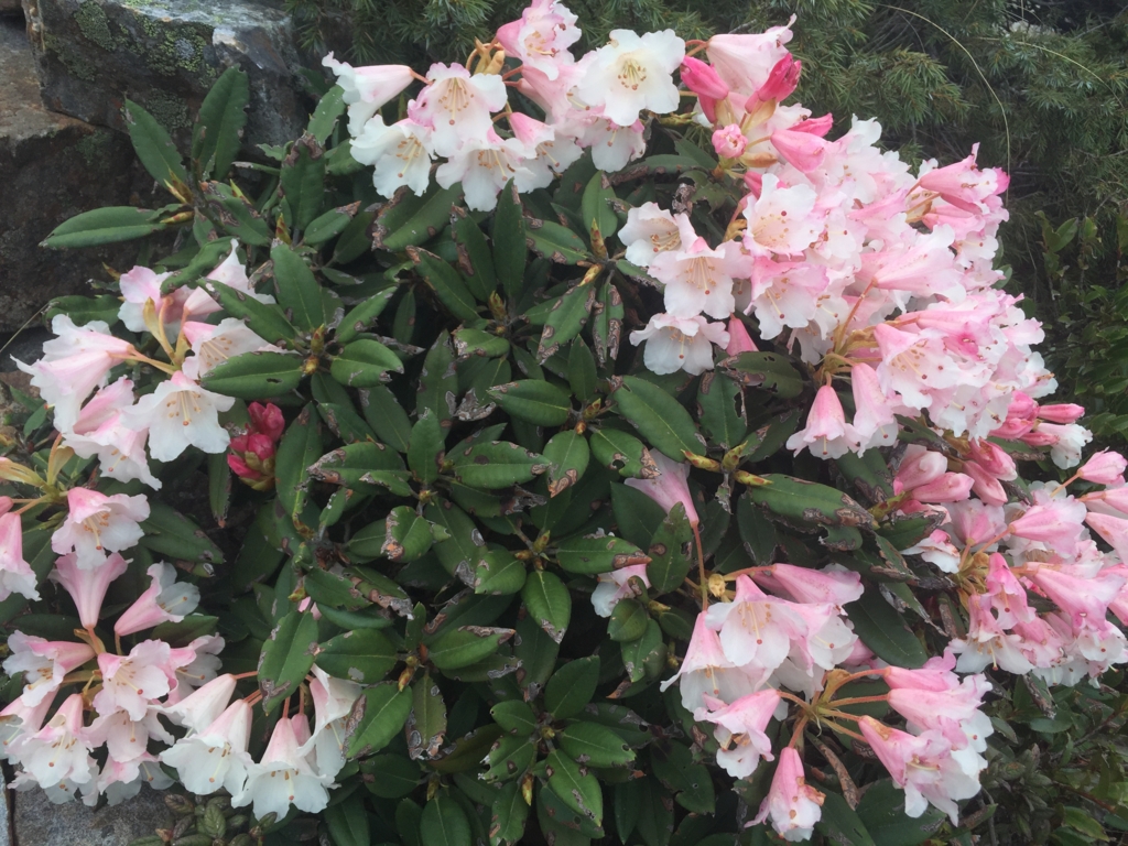 f:id:toyojapan1:20160530163927j:plain