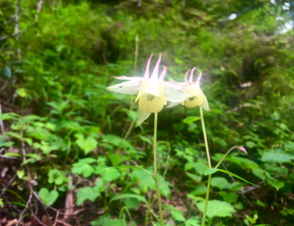 f:id:toyojapan1:20160727224155j:plain