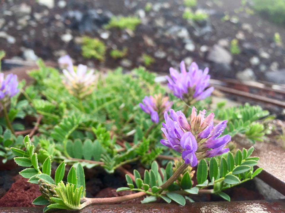 f:id:toyojapan1:20160727224157j:plain