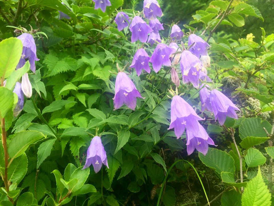 f:id:toyojapan1:20160727224200j:plain