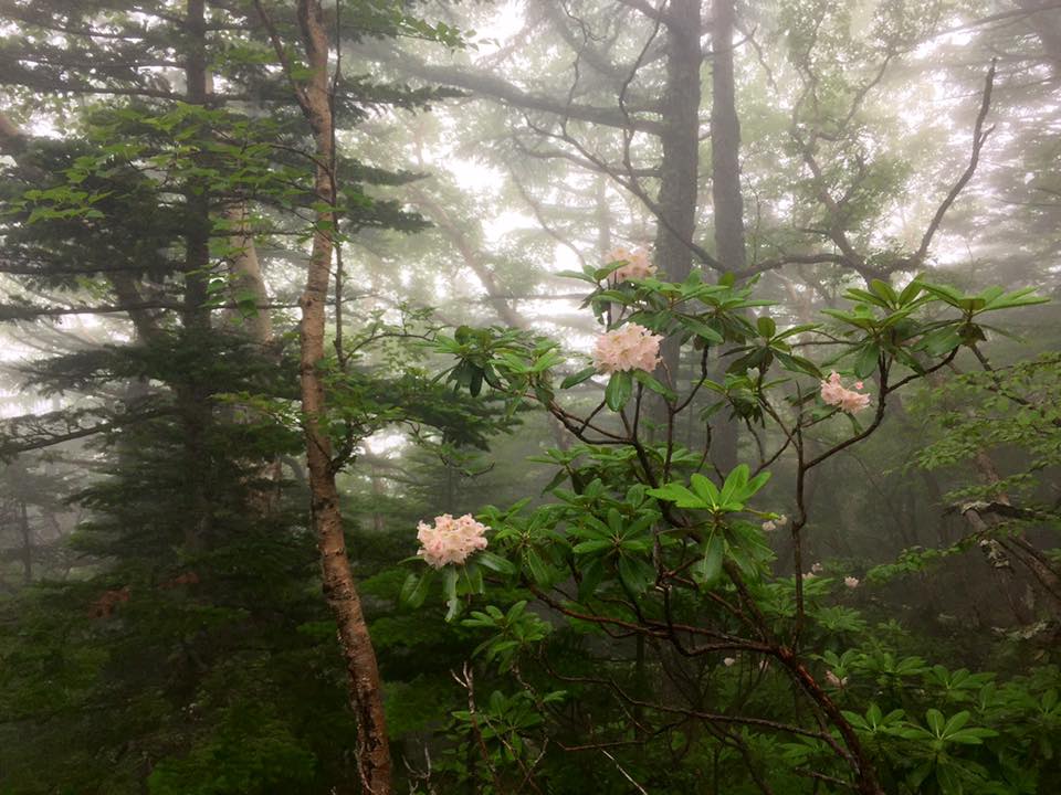 f:id:toyojapan1:20160727224202j:plain