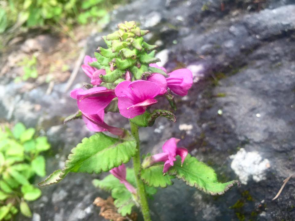 f:id:toyojapan1:20160727224205j:plain