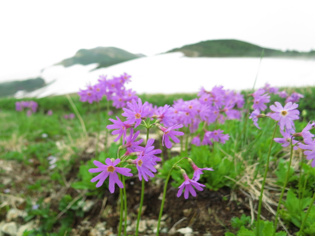 f:id:toyojapan1:20170803230056j:plain