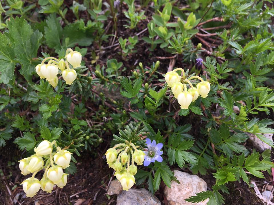 f:id:toyojapan1:20170804001049j:plain